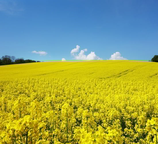 Oilseed rape not a solution to soil compaction problems
