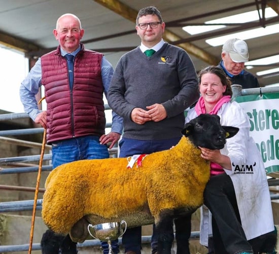 Prices top €2,500 at pedigree Suffolk show and sale