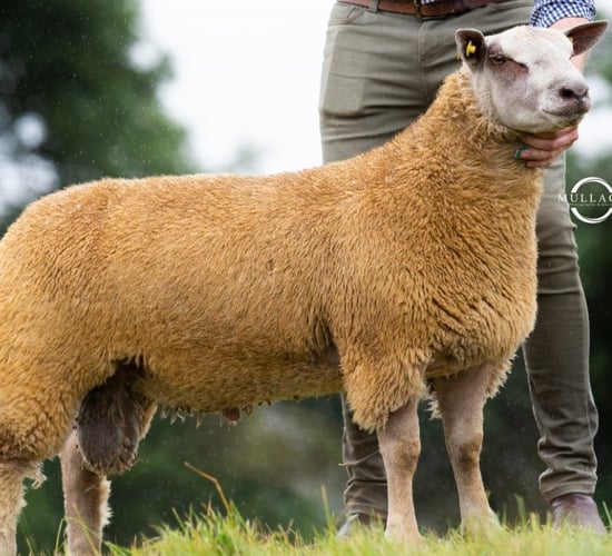 Irish Charollais Sheep Society's premier sale hits €8,000