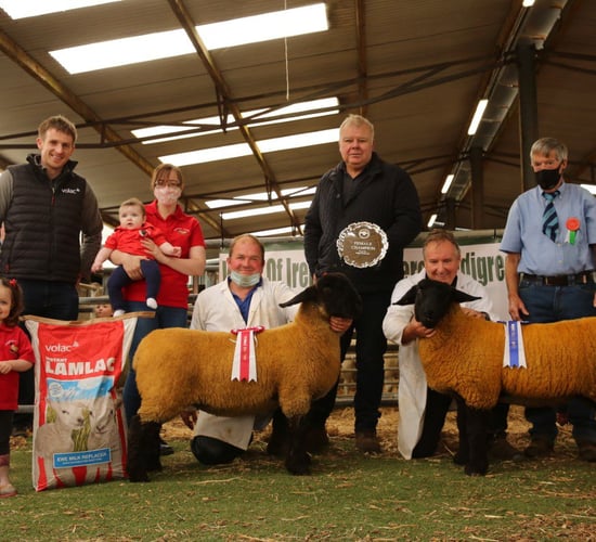 Club's 51st pedigree Suffolk show and sale this weekend