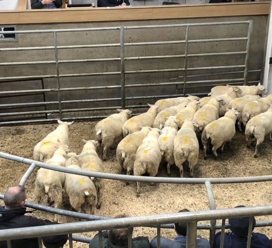 Solid trade at Carnew Mart's biggest sale of sheep