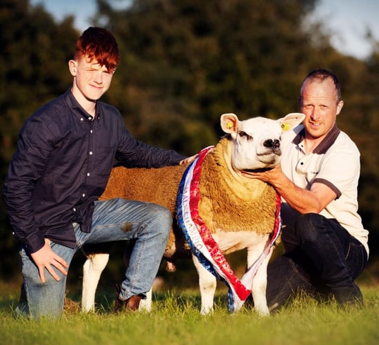 Video: €13,000 tops the Texel premier sale at Blessington