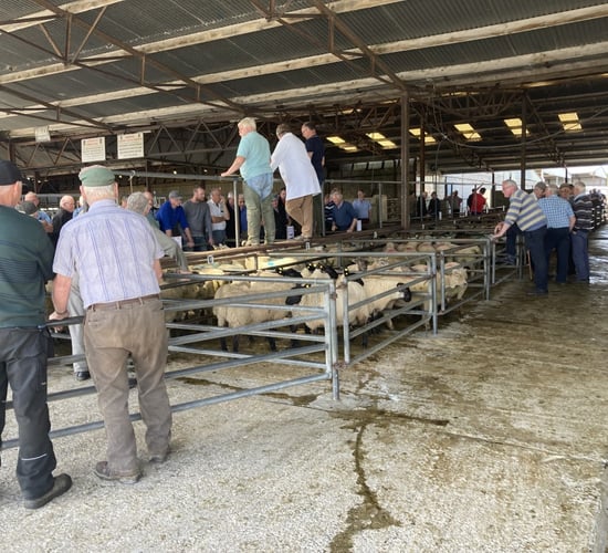 Pics and prices: Ewe lambs top trade at Roscommon Mart