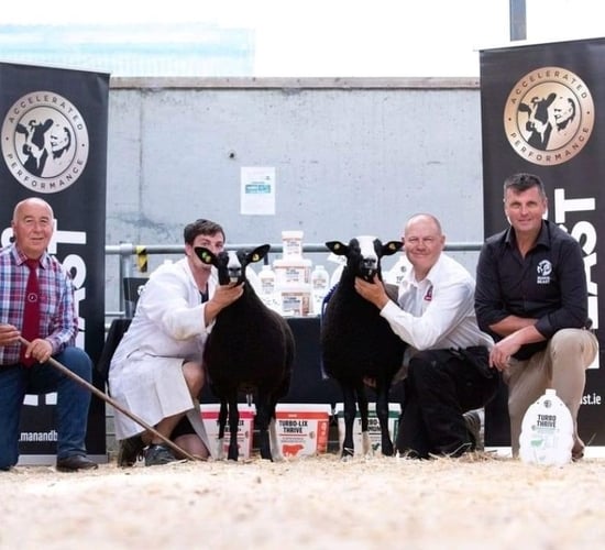 Top price of €1,060 at IZSA premier sale