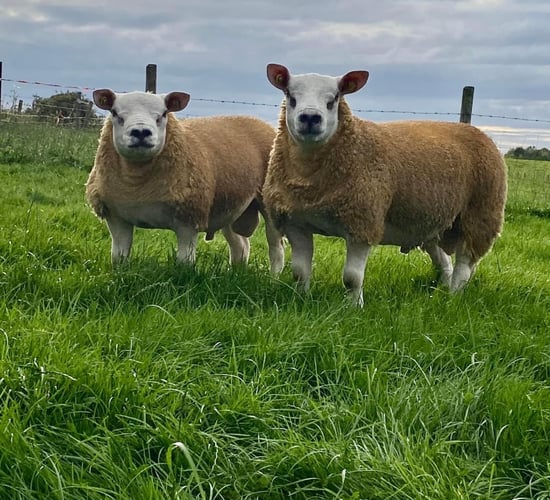 50 rams set for Texel sale in Roscommon this Friday