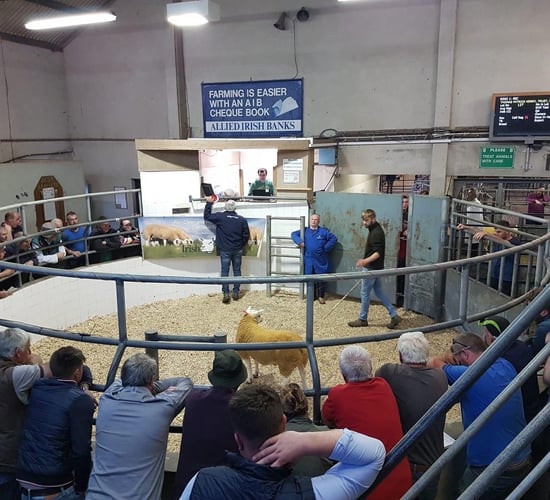 Western region Texel club sale reaches a high of €1,320