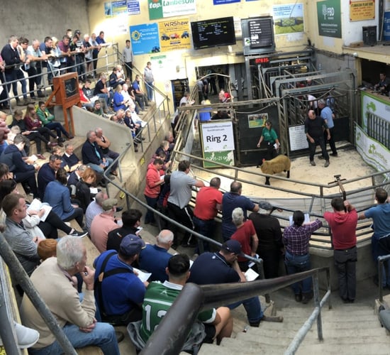 Sheep Ireland ram sale sees average price of €664