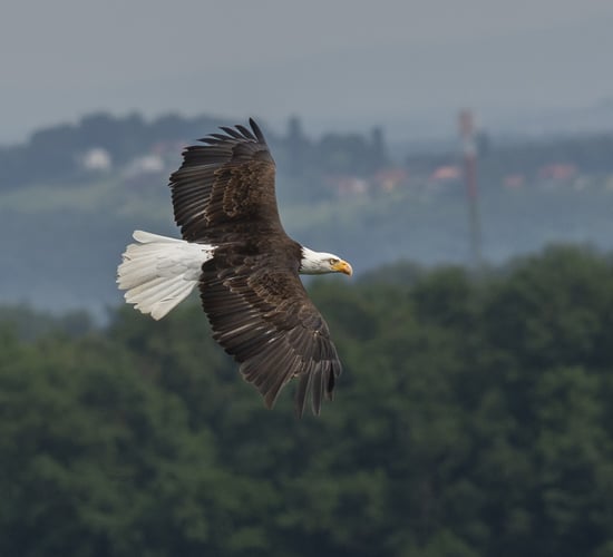 NPWS appeals for information after shooting of white-tailed eagle