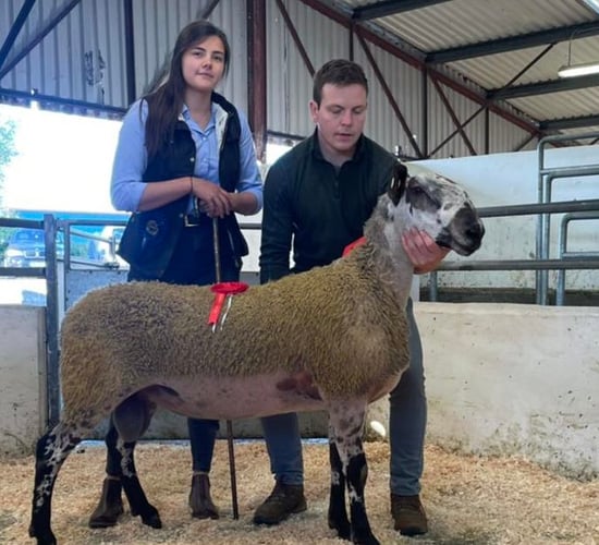 Prices break €2,000 at Bluefaced Leicester sale