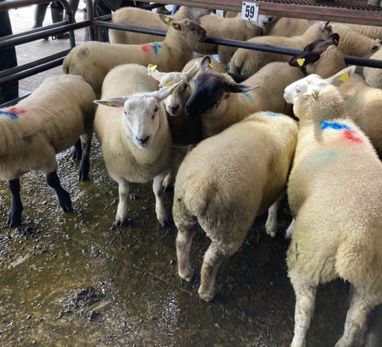 Lamb carcass weights back 1kg compared to last year