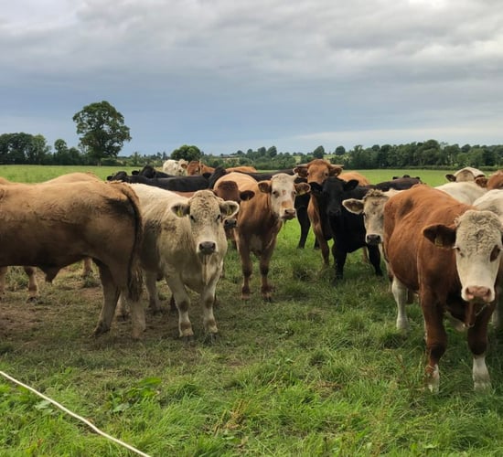 Bord Bia: Global demand for beef imports expected to grow in 2025