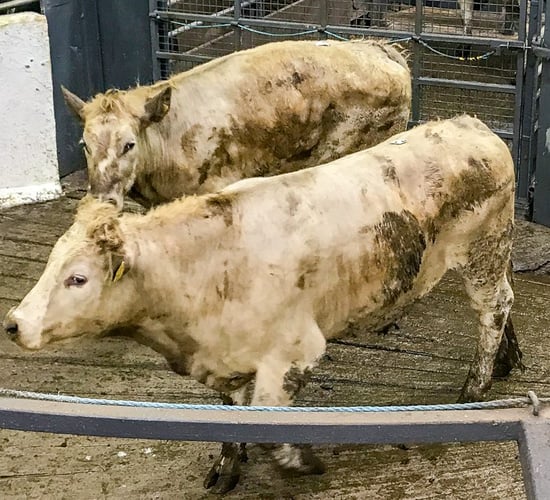 Beef kill: Steers continue to dominate throughput