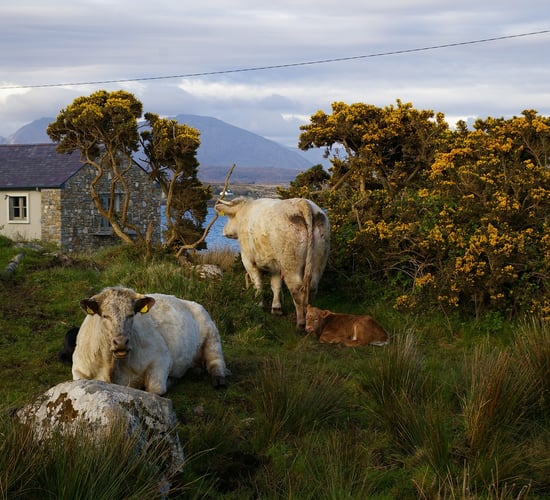 Bioeconomy project to boost development in rural Ireland