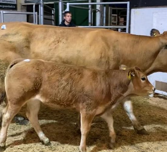 Irish Parthenaise society to host premier sale at Carnew Mart