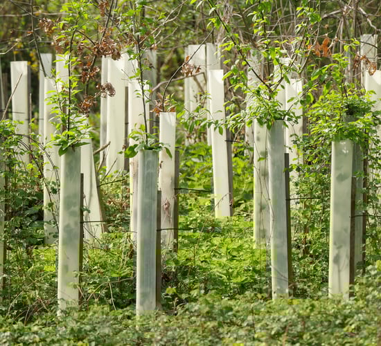 Origin Enterprises acquires British Hardwood Tree Nursery