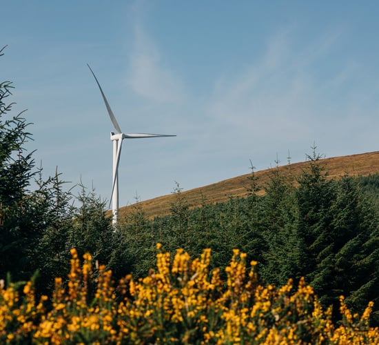TD calls for pause on all new wind energy developments