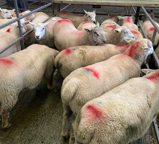 Sheep trade: Lamb prices on a par with 2021 levels