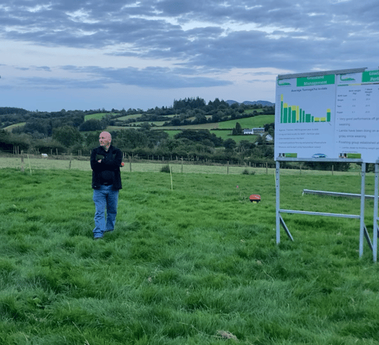 Take advantage of 'cheap' weight gain grass offers lighter lambs