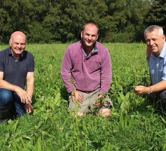 Multi-species sward integral part of grazing regime on NI dairy farm