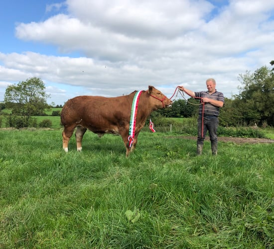 Beef Focus: Feeding show ring champion fatstock in Longford