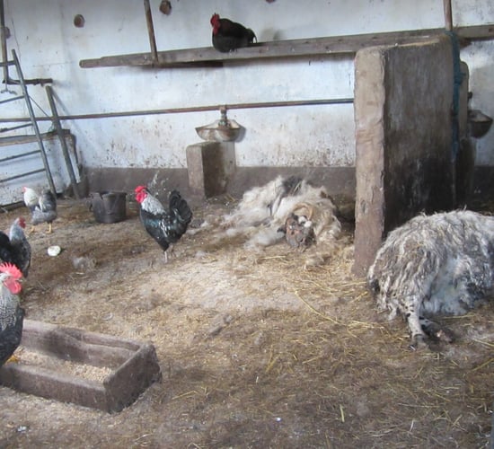 Farmer guilty of cruelty banned from keeping animals for 10 years