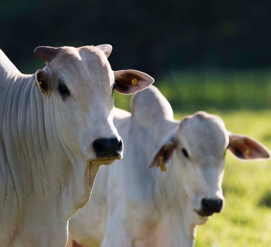 Royal DSM acquires animal nutrition company in Brazil
