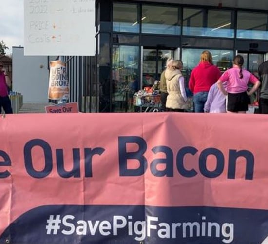 Processors urged to increase price paid to pig farmers