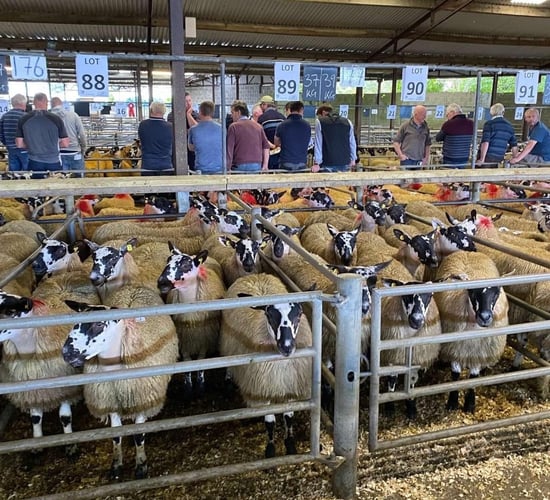 Mule Lanark sale sees prices reach a high of €264/head