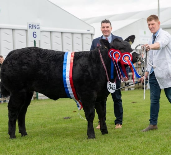 €10,000 on offer for Limousin-sired commercial heifer