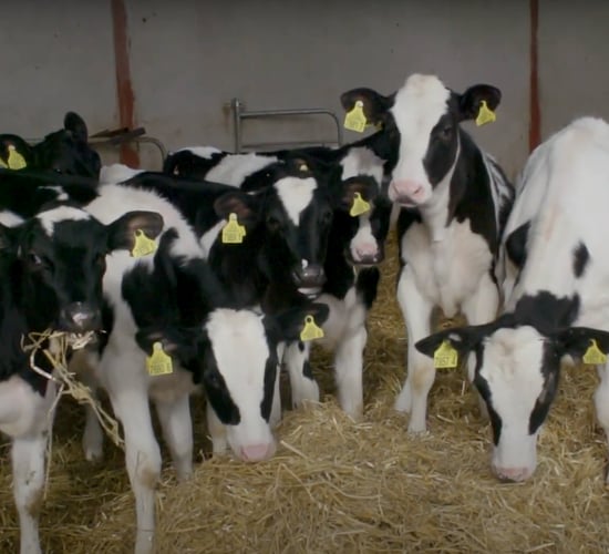 How to: Manage your weanlings at housing time