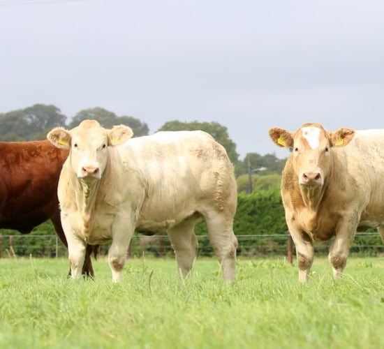 Ireland's largest suckler farm saves €50/ac using organic fertiliser