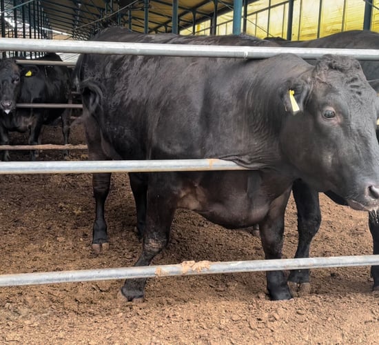 Video: Japanese ‘mega farm’ produces milk and Wagyu beef