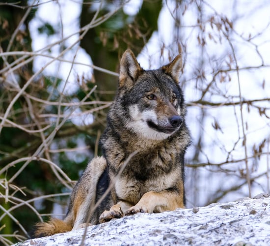 Report highlights return of EU wildlife over past 50 years