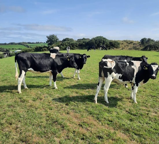 Bandon Mart dairy sale achieves top price of €1,680