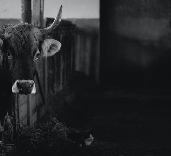 Swiss vote against ban on intensive livestock farming