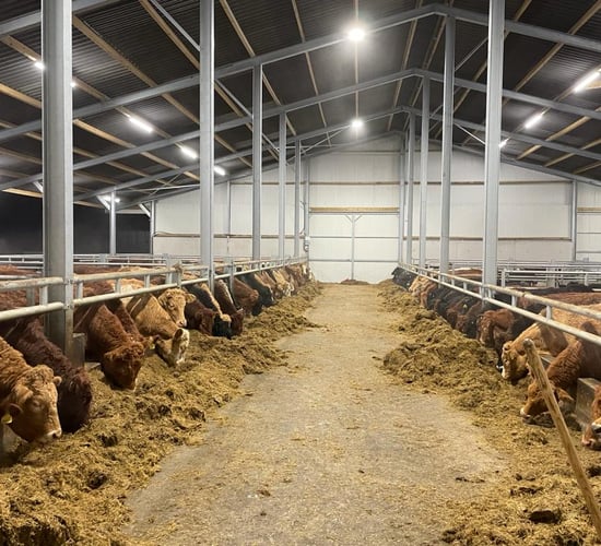 Teagasc to host winter beef-finishing event at Kilkenny Mart