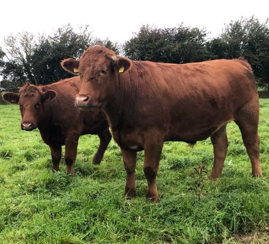 CSO: Cattle slaughterings down 2.2% year on year in July