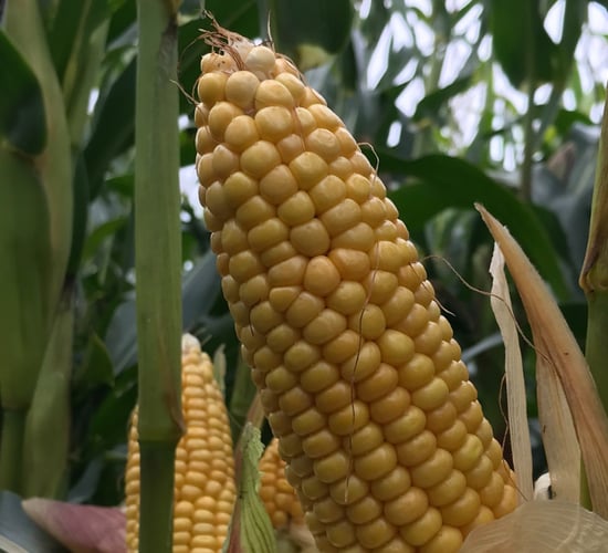 Maize prices now driving the global grain market