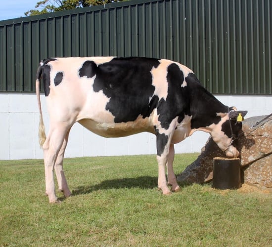 Top price of 8,700gns at Excellence of Eedy sale
