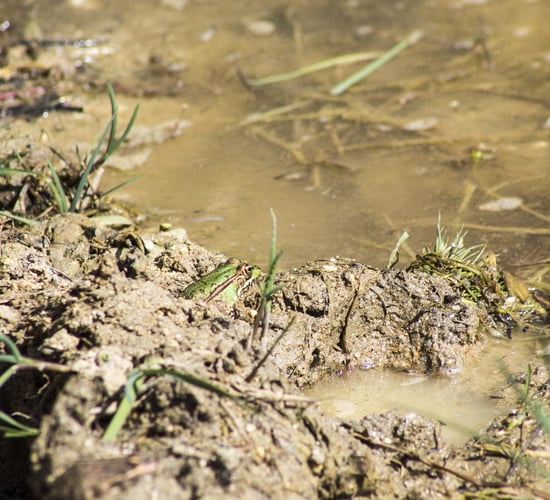 Farmer convicted and fined for water pollution