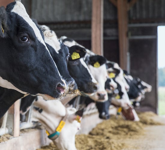 Re-entrant to dairy adapts to the times
