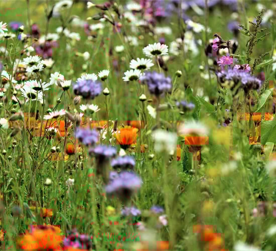 Public consultation on National Biodiversity Action Plan launched