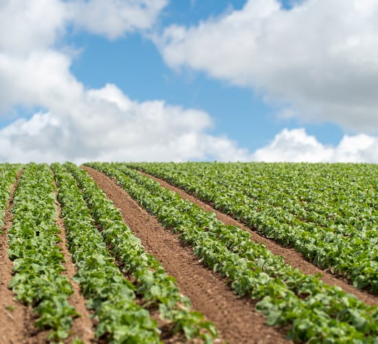 Inflation within food sector is 'well above' published levels
