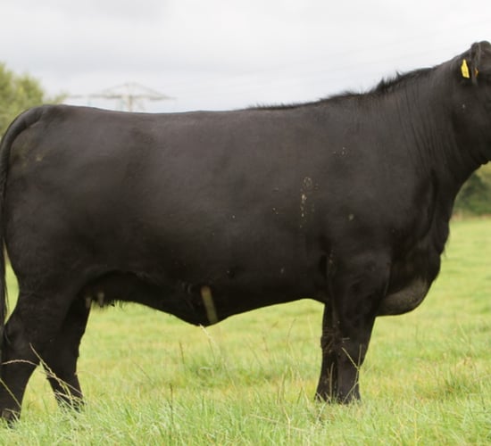 55 Angus set for 'genetic excellence' sale in Thurles