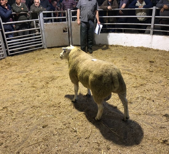 SIS: No guarantee a ram will remain 4- or 5-stars