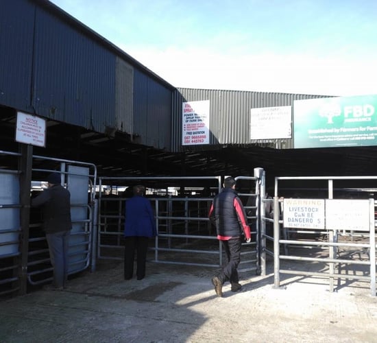 South East Texels ram sale tomorrow in Tullow