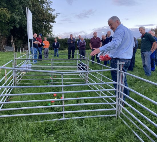 Only dose ewes for worms if there is a need - Teagasc