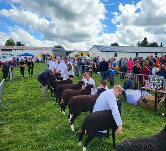 Two Zwartbles groups come together to form one society