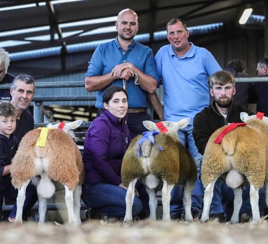 Western Region Texel club ram sale set for Athenry