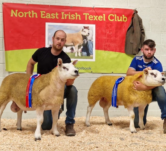 Rams sell to a high of €890 at recent Texel sale